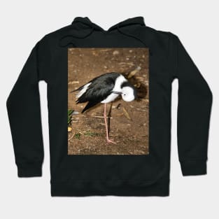 Pied Stilt Preening Hoodie